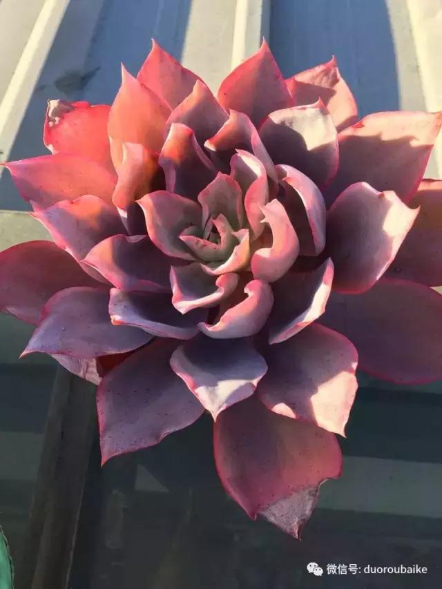 多肉是黯淡生活里的良药,多肉是解决烦恼和疲惫的良药