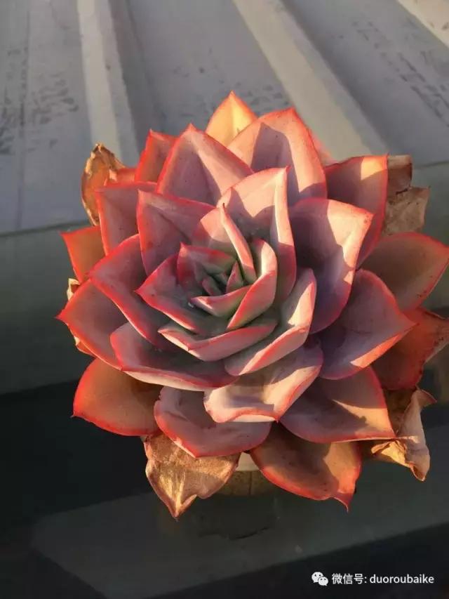 多肉是黯淡生活里的良药,多肉是解决烦恼和疲惫的良药