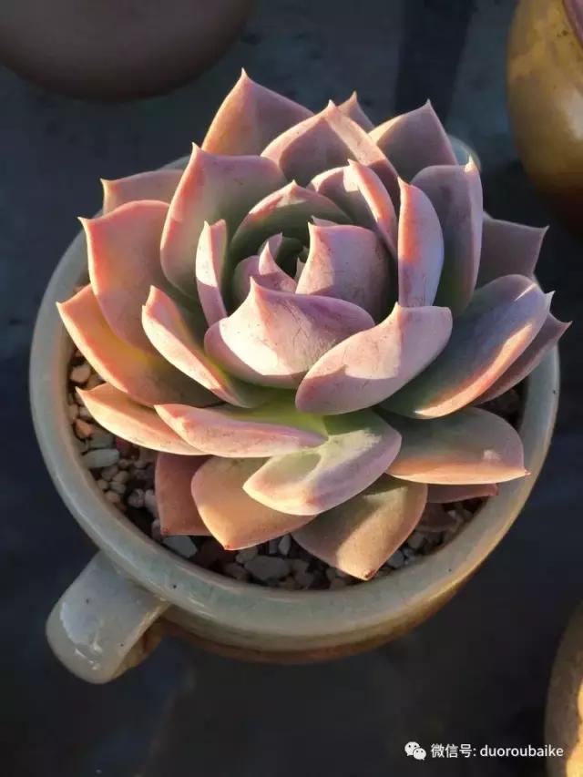 多肉是黯淡生活里的良药,多肉是解决烦恼和疲惫的良药