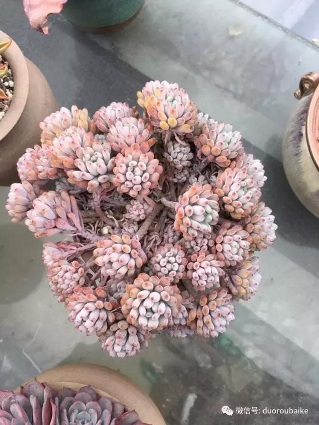 多肉是黯淡生活里的良药,多肉是解决烦恼和疲惫的良药