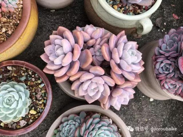 多肉是黯淡生活里的良药,多肉是解决烦恼和疲惫的良药