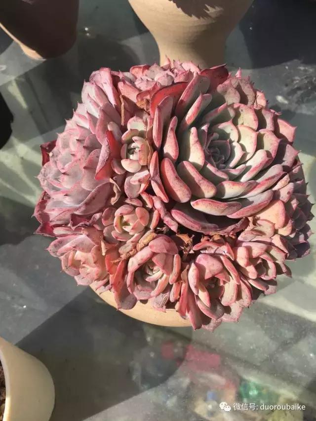 多肉是黯淡生活里的良药,多肉是解决烦恼和疲惫的良药