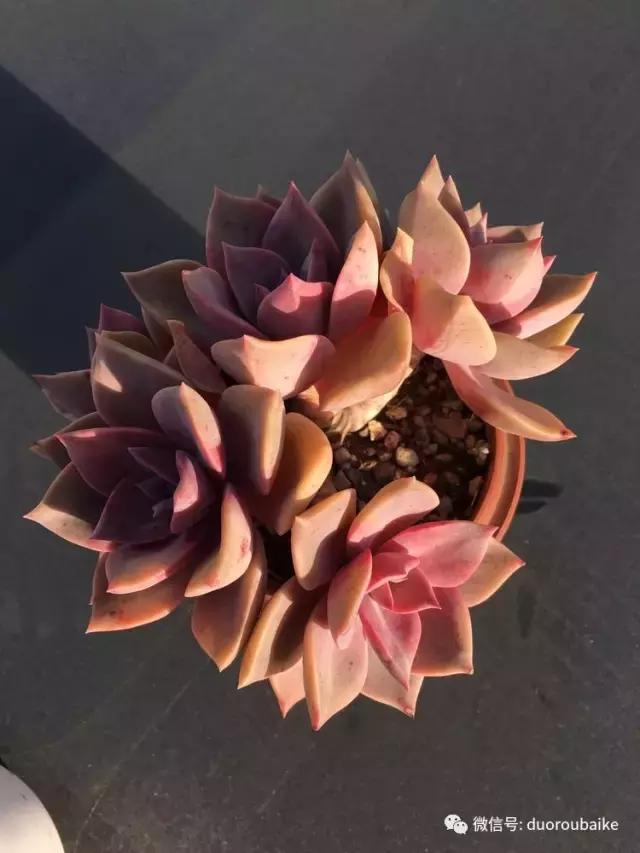 多肉是黯淡生活里的良药,多肉是解决烦恼和疲惫的良药