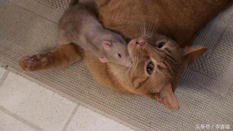 一只和老鼠成为好朋友的猫,一只老鼠和一只猫成为朋友