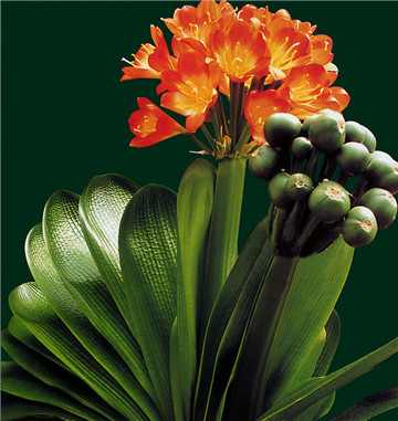 君子兰夹箭最好的解决办法,君子兰夹箭了怎么办我来教你