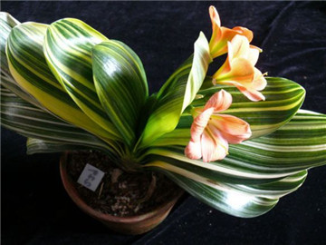 君子兰夹箭最好的解决办法,君子兰夹箭了怎么办我来教你