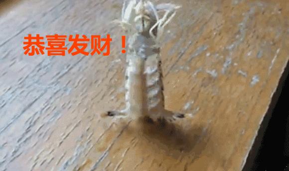 带你去找皮皮虾,皮皮虾你爱去哪