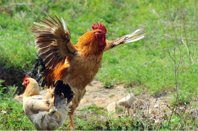 东北十大名鸡排名,东北鸡出名
