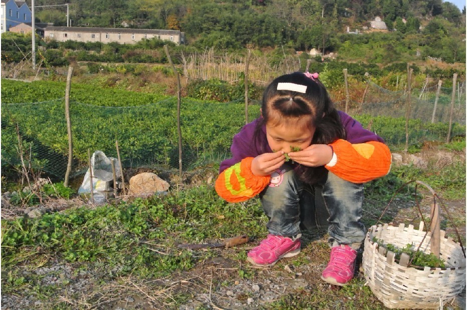 本草纲目中的荠菜,本草纲目荠菜图片