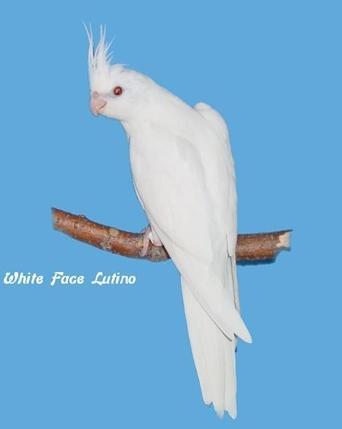 古铜玄凤鹦鹉哪个品种好,不常见的玄凤鹦鹉品种大全