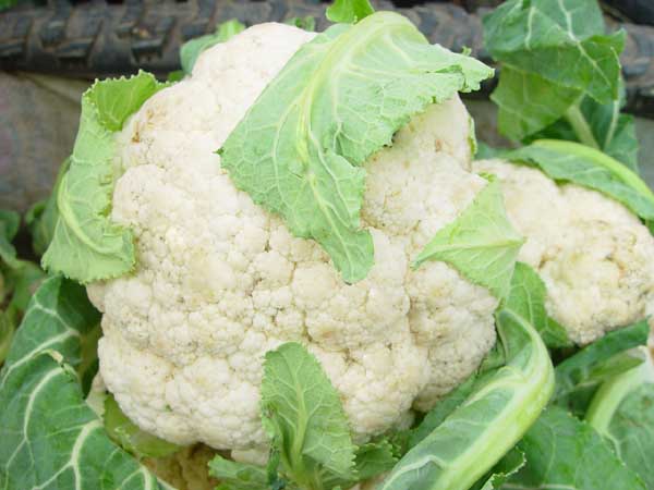 穿越古代后宫三千佳丽,穿越古代后宫佳丽三千