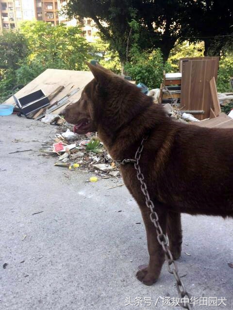 深棕色中华田园犬,棕色中华田园犬长大的样子