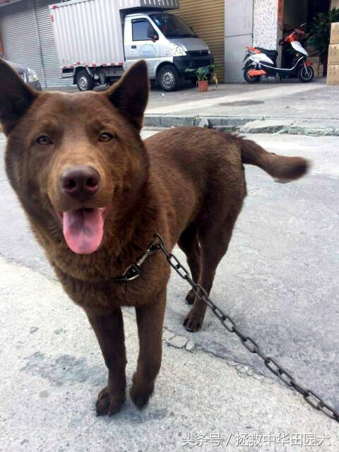 深棕色中华田园犬,棕色中华田园犬长大的样子