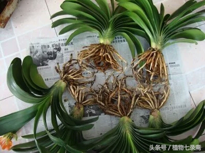 开了花的君子兰换盆的正确方法,开过花的君子兰可以换盆吗怎么换