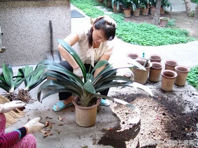 开了花的君子兰换盆的正确方法,开过花的君子兰可以换盆吗怎么换