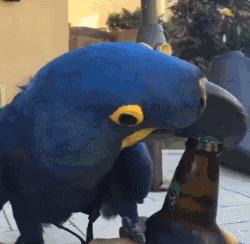 不同鹦鹉的形态和特征图片,各品种鹦鹉体型区别