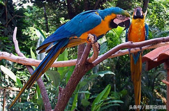 不同鹦鹉的形态和特征图片,各品种鹦鹉体型区别