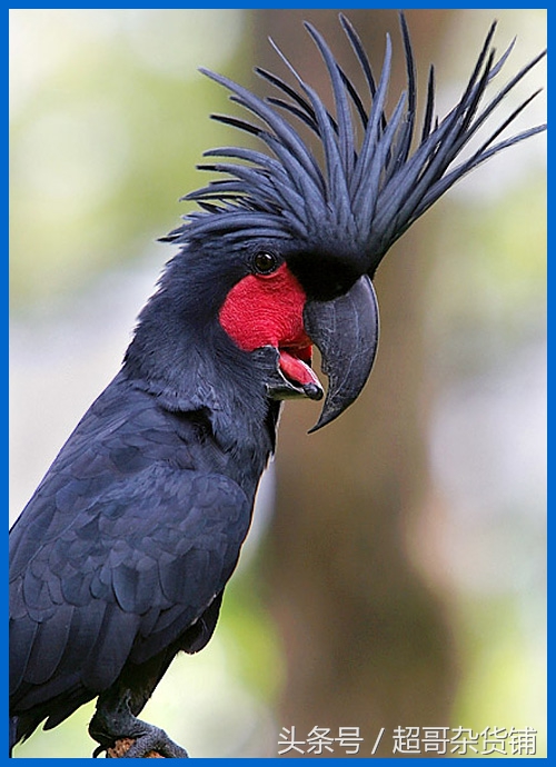 不同鹦鹉的形态和特征图片,各品种鹦鹉体型区别