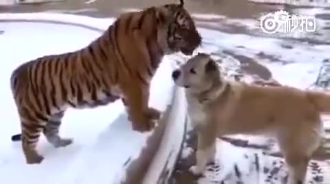 初恋情人为了所谓的爱抛弃婚姻,初恋癌症男子去照顾