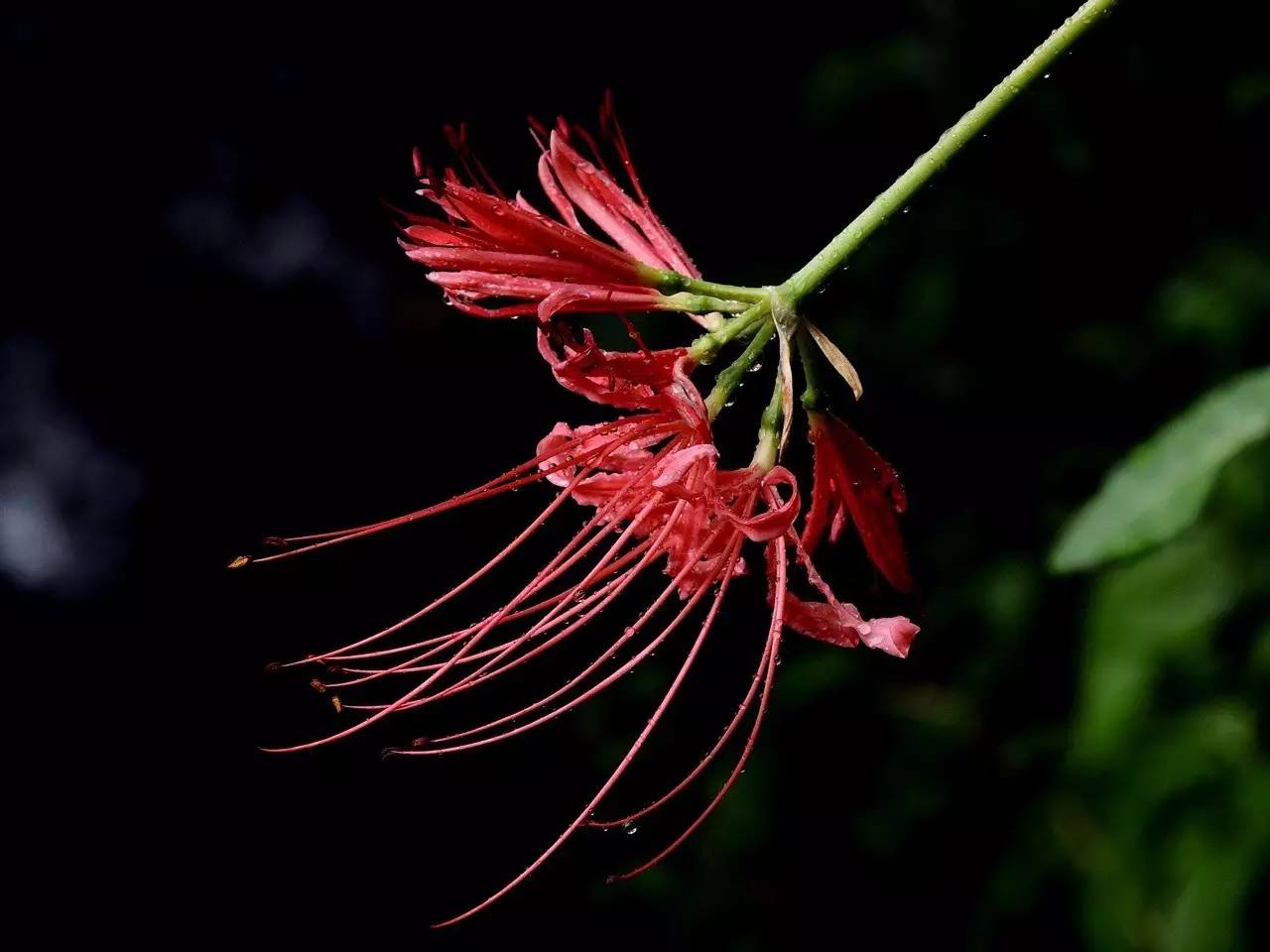 《本草》植物志之彼岸花:开一千年,落一千年,花叶不相见
