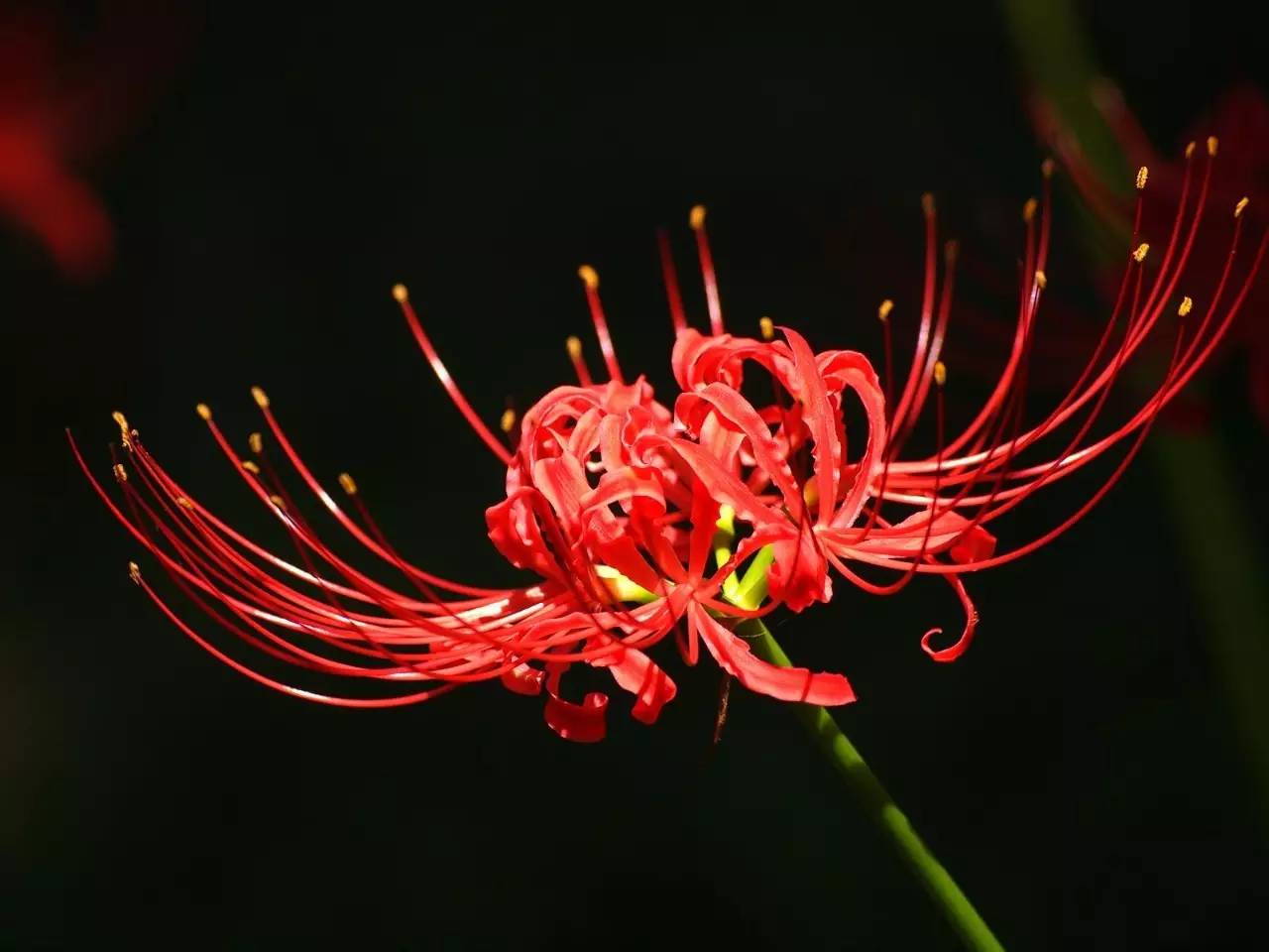 《本草》植物志之彼岸花:开一千年,落一千年,花叶不相见