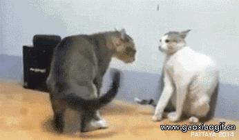 喵：天下武功，唯快不破