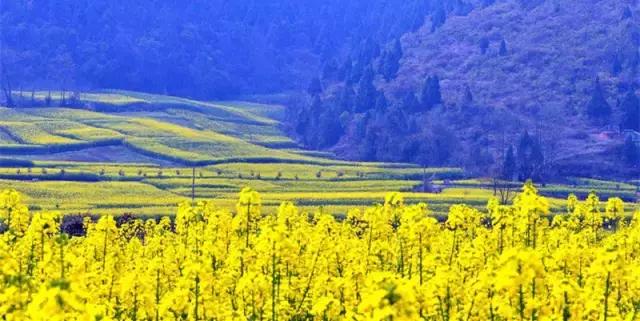 2018汉中油菜花旅游攻略,2024汉中油菜花自驾游攻略