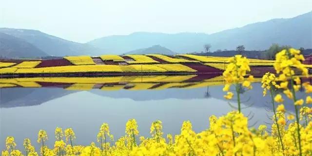 2018汉中油菜花旅游攻略,2024汉中油菜花自驾游攻略