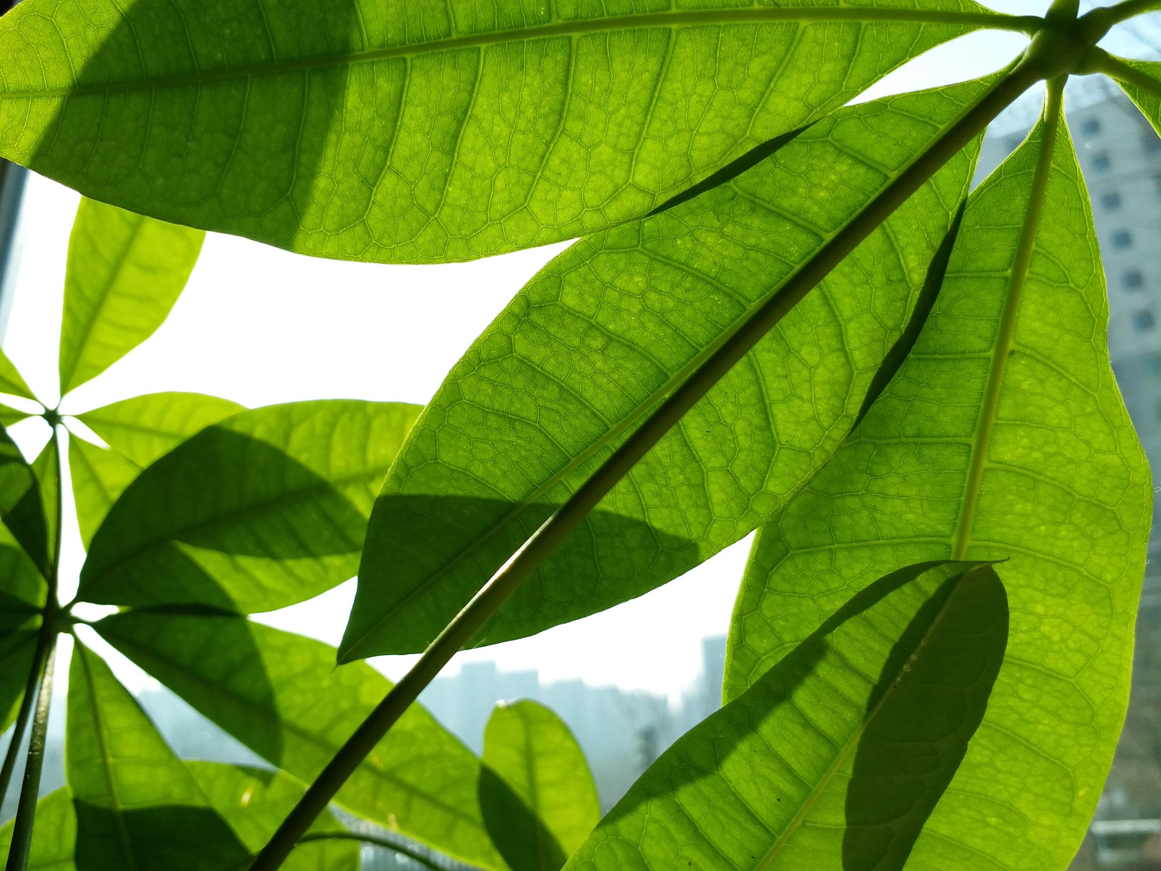 实际比刚刚好还要好三星C7Pro上手评测