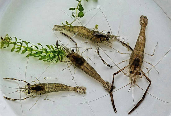 一斤河虾大概多少钱,河虾好贵几十块钱一斤