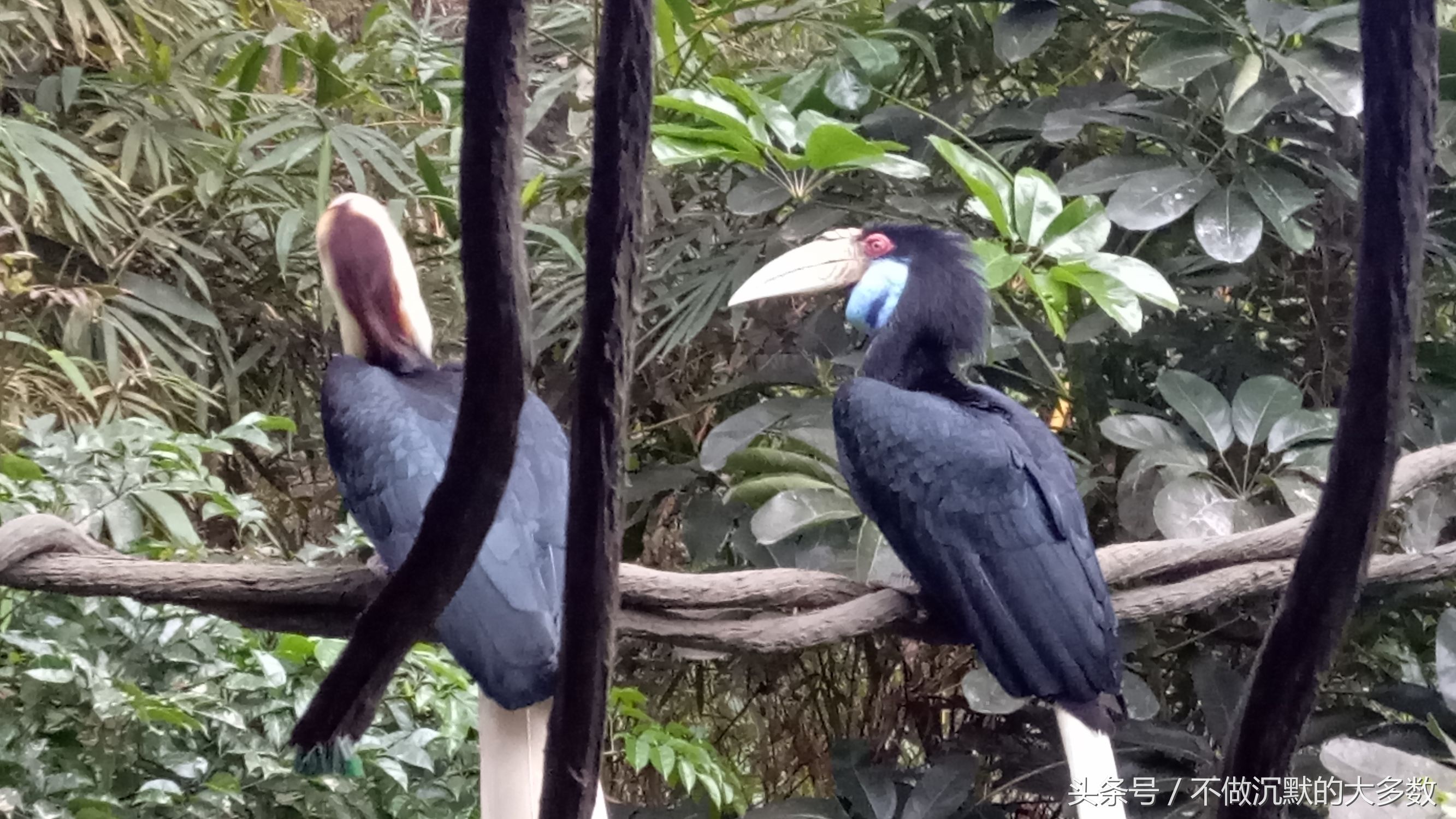 广州长隆野生动物园金蛇秘境直播,长隆野生动物园金蛇秘境害怕吗