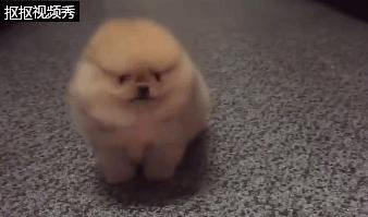 小博美狗狗打架,博美狗小脾气大