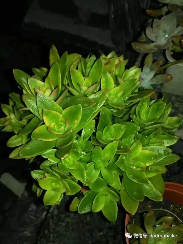 青苔养多肉方法,青苔和多肉种在一起