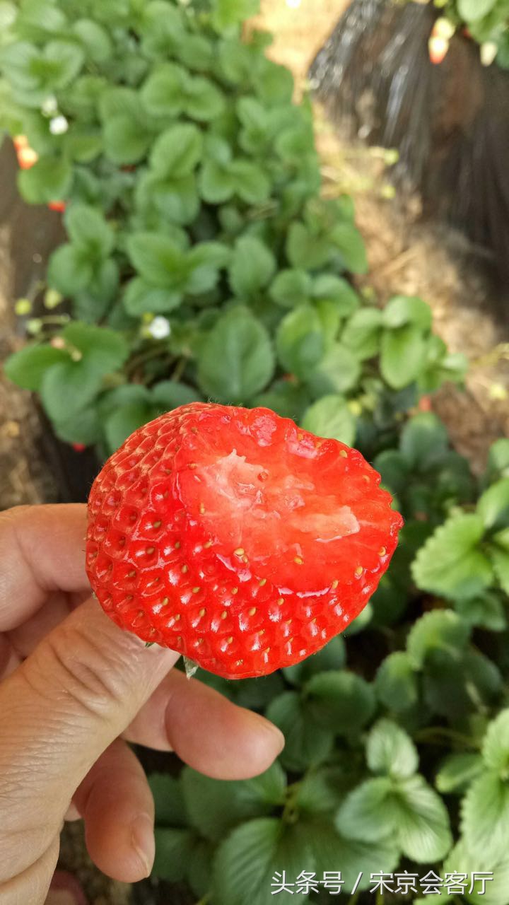 关于草莓的那些事,关于草莓的3个真相