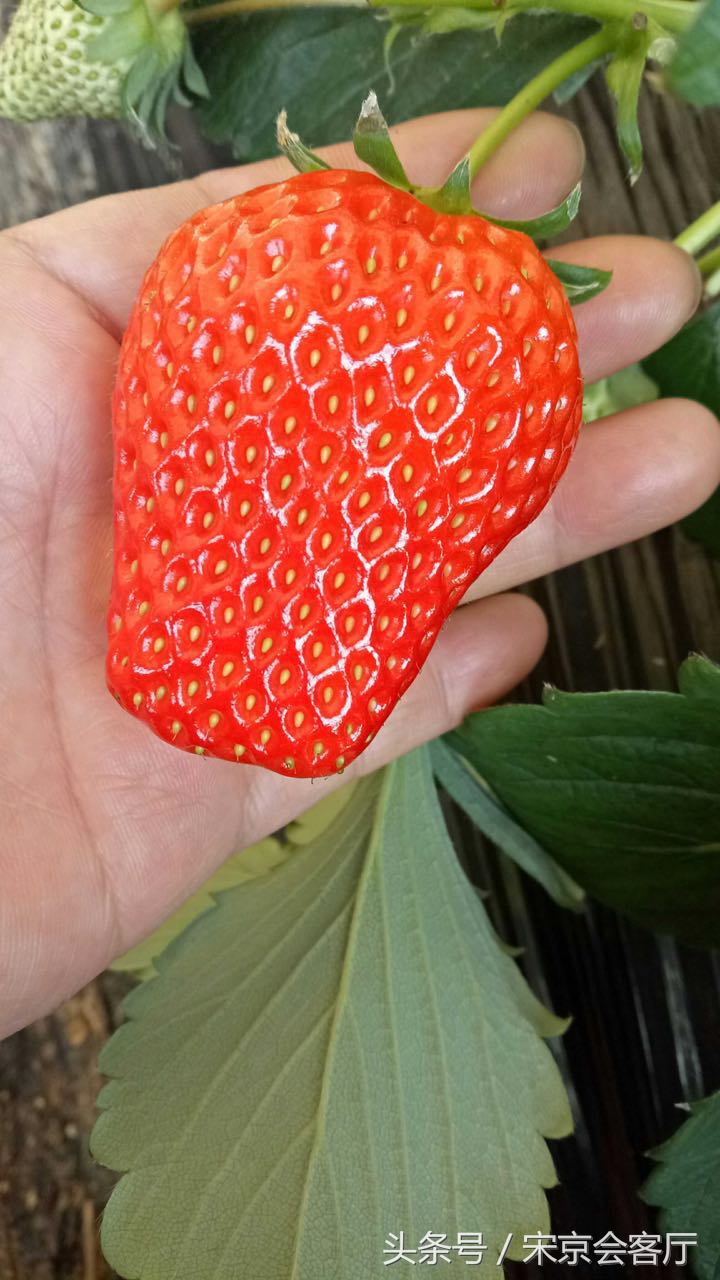 关于草莓的那些事,关于草莓的3个真相