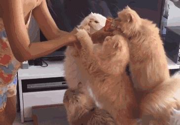 粗大事啦！铲屎界变天啦！