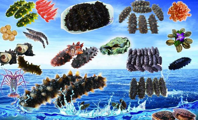 海参如何辨别生长年限,海参的生长年限和营养价值