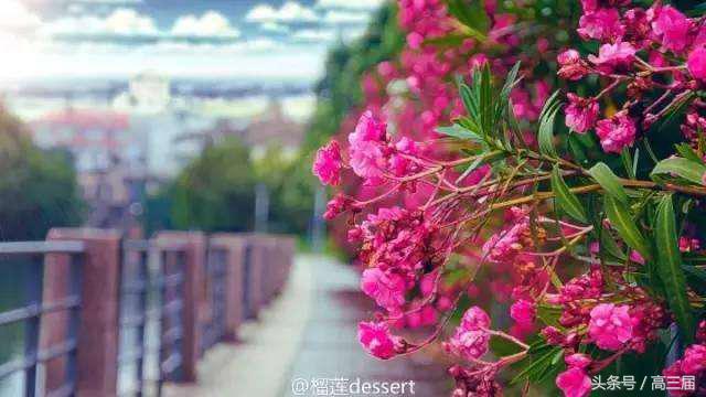 广州黄埔最大的学校,中国最牛的学校黄埔军校