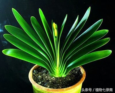 开了花的君子兰换盆的正确方法,开过花的君子兰可以换盆吗怎么换