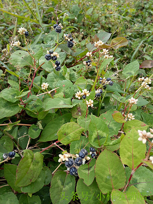 农村很多的紫色小野果,小野果山里果