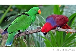 不同鹦鹉的形态和特征图片,各品种鹦鹉体型区别
