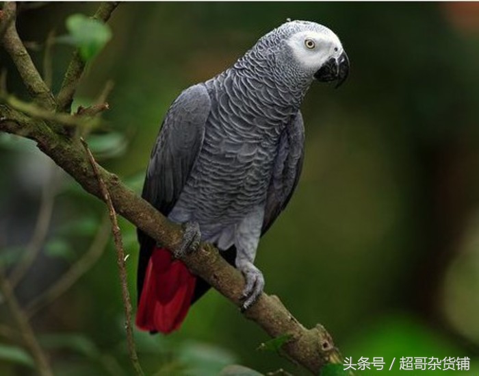 不同鹦鹉的形态和特征图片,各品种鹦鹉体型区别