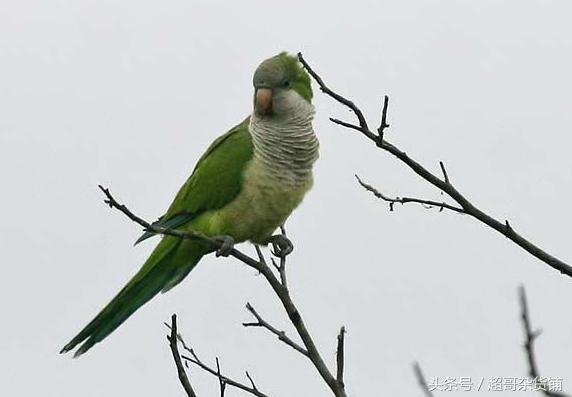 不同鹦鹉的形态和特征图片,各品种鹦鹉体型区别