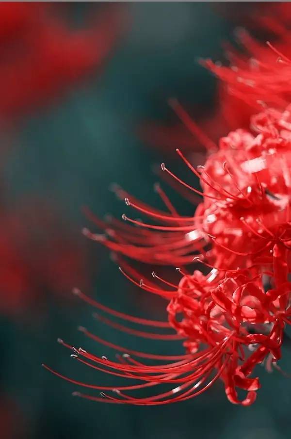 《本草》植物志之彼岸花:开一千年,落一千年,花叶不相见