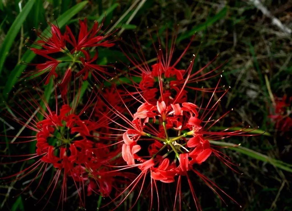 《本草》植物志之彼岸花:开一千年,落一千年,花叶不相见