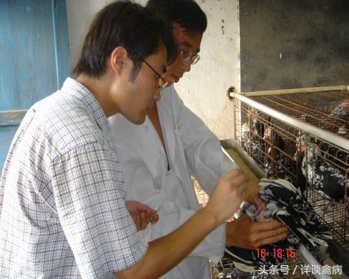 人工授精的具体步骤和规范