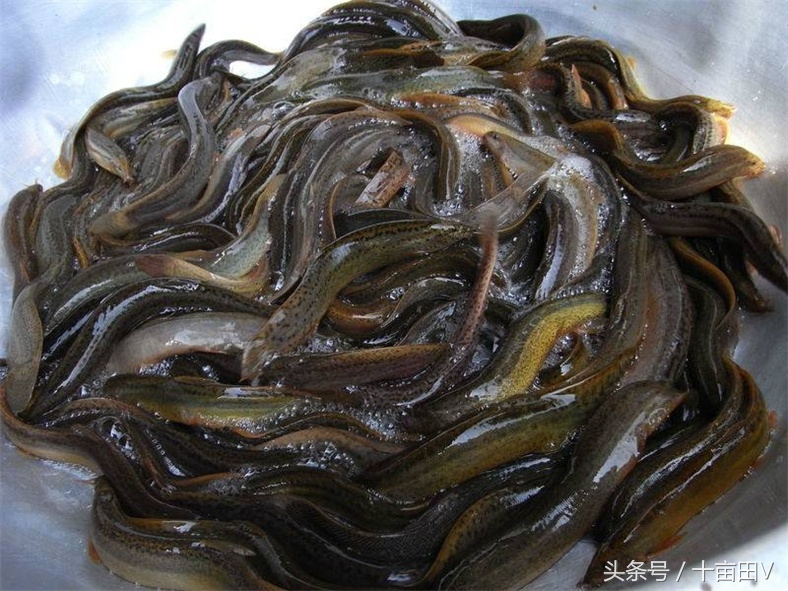 捕黄鳝泥鳅绝密配方,农村户外捕黄鳝泥鳅下地笼