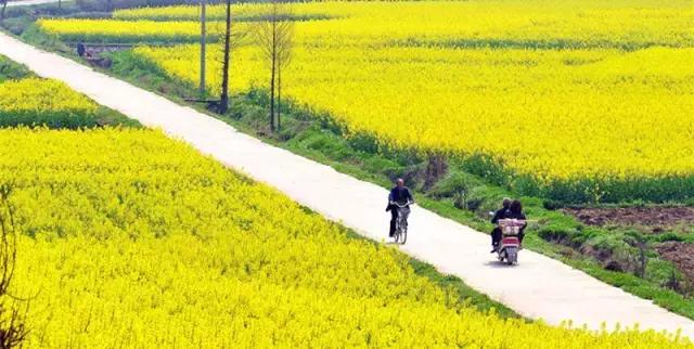 2018汉中油菜花旅游攻略,2024汉中油菜花自驾游攻略