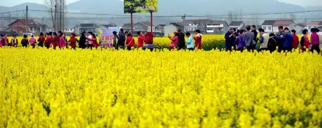 2018汉中油菜花旅游攻略,2024汉中油菜花自驾游攻略
