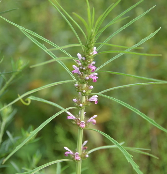 产后揉肚子排恶露需要隔多长时间,产后47天恶露反复排不干净怎么办